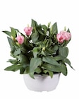 Eustoma en coupe «lisianthus» dans le catalogue Lidl