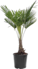 Hanfpalme im Angebot bei Globus-Baumarkt in Reutlingen Hanfpalme Angebote bei Globus-Baumarkt Reutlingen für 79,99 €
