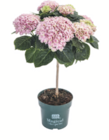 Aktuelle Hortensie Angebote bei toom Baumarkt in Cottbus Aktuelles Ballhortensie „Magical®“ Angebot bei toom Baumarkt in Cottbus ab 19,99 €