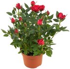 Topfrose im Angebot bei REWE in Seevetal Topfrose Angebote von REWE BESTE WAHL bei REWE Seevetal für 3,33 €