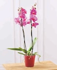 U Express Viré - Promo Orchidée 2 Tiges Promo Orchidée 2 Tiges à 7,99 € dans le catalogue U Express à Viré
