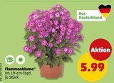 Flammenblume  im aktuellen Penny Prospekt für 5,99 €