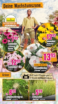 Pflanzen im aktuellen Hornbach Prospekt (Nürnberg) Pflanzen im Hornbach Prospekt "Dir ist vieles Latte. Nur nicht Dein Garten." mit 31 Seiten (Nürnberg)