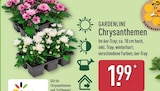 Chrysanthemen von Gardenline für 1,99 € bei ALDI Nord im Angebot Chrysanthemen von Gardenline im aktuellen ALDI Nord Prospekt