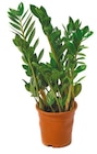 Netto mit dem Scottie Bad Kleinen - Zamioculcas "Glücksfeder" Angebot im Prospekt Zamioculcas "Glücksfeder" bei Netto mit dem Scottie im Bad Kleinen Prospekt für 11,99 €