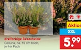 dreifarbige Besenheide Angebot in Trendelburg dreifarbige Besenheide im aktuellen Prospekt bei Netto Marken-Discount in Trendelburg