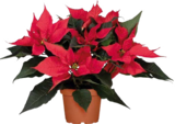 Aktuelle Zimmerpflanzen Angebote bei Globus-Baumarkt in Mannheim Aktuelles Weihnachtsstern (Poinsettia „X-Mas Universe“) Angebot bei Globus-Baumarkt in Mannheim ab 3,99 €