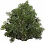 Nordmanntannen-Handbund im aktuellen Pflanzen Kölle Prospekt für 2,99 €