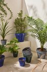 POT TERRE CUITE ÉMAILLÉE Ø.19cm - GARDENSTAR - Auchan Hypermarché à Poitiers POT TERRE CUITE ÉMAILLÉE Ø.19cm - GARDENSTAR en promo chez Auchan Hypermarché Poitiers à 8,99 €