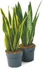 Sansevieria 'Bogenhanf' für 3,99 € bei Netto mit dem Scottie im Angebot Sansevieria 'Bogenhanf' im aktuellen Netto mit dem Scottie Prospekt