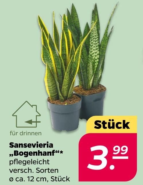 Sansevieria 'Bogenhanf'