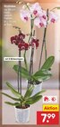 Aktuelles Orchidee Angebot bei Netto Marken-Discount in Essen ab 7,99 €