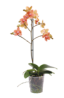 Verzweigte Orchidee „Multiflora“ 1-Trieber bei Netto mit dem Scottie im Prospekt "" für 4,99 €