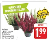 Calluna im Angebot bei E center in Dresden Calluna Angebote bei E center Dresden für 1,99 €