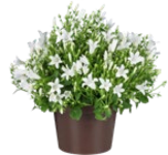 Glockenblume Angebote bei Kaufland Euskirchen für 2,69 €
