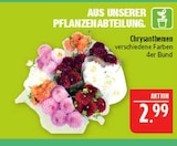 Chrysanthemen im Angebot bei Marktkauf in Erlangen Chrysanthemen Angebote bei Marktkauf Erlangen für 2,99 €