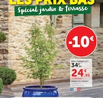 Érable du Japon à Hyper U dans Pont Rean