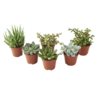 Succulentes à Gamm vert dans Orleix