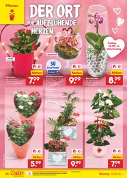 Netto Marken-Discount Orchidee im Prospekt 