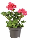 Géranium zonale en pot en promo chez Lidl Nîmes à 2,49 €