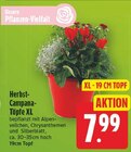 Angebot im WEZ Stadthagen Prospekt WEZ Stadthagen Prospekt mit im Angebot fĂŒr 7,99 âŹ