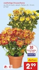 Aktuelle Chrysantheme Angebote bei Netto Marken-Discount in Wuppertal Aktuelles zweifarbige Chrysantheme Angebot bei Netto Marken-Discount in Wuppertal ab 2,99 €