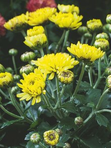 Chrysantheme (Chrysanthemum) bei OBI in Oldenburg Chrysantheme (Chrysanthemum) im Angebot bei OBI Oldenburg für 4,99 €
