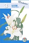 Lilien „Exklusive Sorten“ im aktuellen Thomas Philipps Prospekt