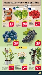 Orchidee Angebot & Preis im aktuellen Netto mit dem Scottie Prospekt Orchidee Angebot im aktuellen Netto mit dem Scottie Prospekt auf Seite 3