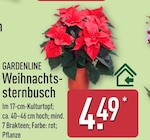 Weihnachtssternbusch von Gardenline für 4,49 € bei ALDI Nord im Angebot Weihnachtssternbusch von Gardenline im aktuellen ALDI Nord Prospekt