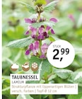 Aktuelle Pflanzen Angebote bei ROSENGUT Langerwisch in Potsdam Aktuelles TAUBNESSEL LAMIUM Angebot bei ROSENGUT Langerwisch in Potsdam ab 2,99 €