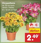 Chrysantheme Angebote bei Netto Marken-Discount Ulm für 2,49 €