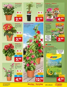 Pflanzen im Netto Marken-Discount Prospekt "Aktuelle Angebote" mit 65 Seiten (Reutlingen)