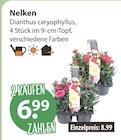 Nelken von  im aktuellen V-Markt Prospekt für 6,99 €