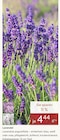 Lavendel von  im aktuellen Pflanzen Kölle Prospekt für 4,44 €
