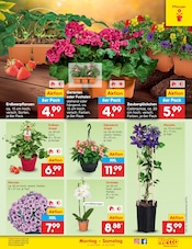 Aktueller Netto Marken-Discount Prospekt mit Balkonpflanzen, "Aktuelle Angebote", Seite 11