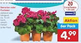 Aktuelles Geranien oder Fuchsien Angebot bei Netto Marken-Discount in Erlangen ab 4,99 €