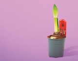 Amaryllis 1 tige pot 12 cm en promo chez Netto Boulogne-Billancourt à 3,19 €