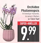Orchidee Phalaenopsis  im aktuellen EDEKA Prospekt für 9,99 €