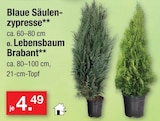 Blaue Säulenzypresse im Angebot bei Zimmermann in Magdeburg Blaue Säulenzypresse Angebote bei Zimmermann Magdeburg für 4,49 €