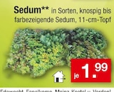 Zimmermann Magdeburg - Sedum Angebot im Prospekt Sedum bei Zimmermann im Magdeburg Prospekt für 1,99 €