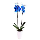 Orchidée bleue en promo chez Carrefour Argenteuil à 12,99 €