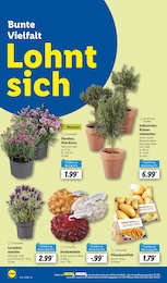 Lidl Kissen im Prospekt 