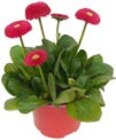 Penny-Markt - Gänseblümchen Angebot im Prospekt Gänseblümchen bei Penny-Markt im Prospekt "" für 0,79 €