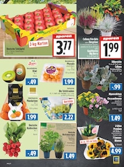 Pflanzen im EDEKA Prospekt in Gießen Aktueller EDEKA Prospekt mit Pflanzen, "Aktuelle Angebote", Seite 5