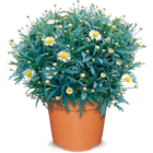Aktuelles Margeritenbusch Angebot bei Netto Marken-Discount in Bremen ab 4,99 €