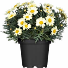 Hagebaumarkt Bayreuth - Strauchmargerite Angebot im Prospekt Strauchmargerite bei Hagebaumarkt im Bayreuth Prospekt für 2,24 €
