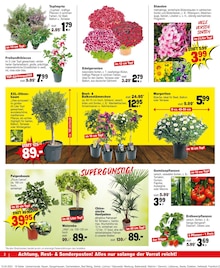 Blumen im Repo Prospekt "Aktuelle Angebote" mit 16 Seiten (Braunschweig)