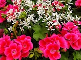 Association de géranium et d'euphorbe en promo chez Jardiland Association de géranium et d'euphorbe dans le catalogue Jardiland