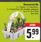 Blumenzwiebel Mix Angebote bei EDEKA Dresden für 5,99 €